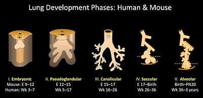Lung development phases: human and mouse.